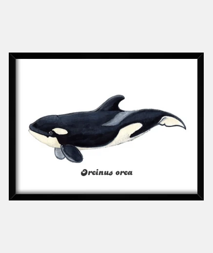 Cadre boîte de boisson orca avec cadre horizontal 4: 3 (40 x 30 cm)