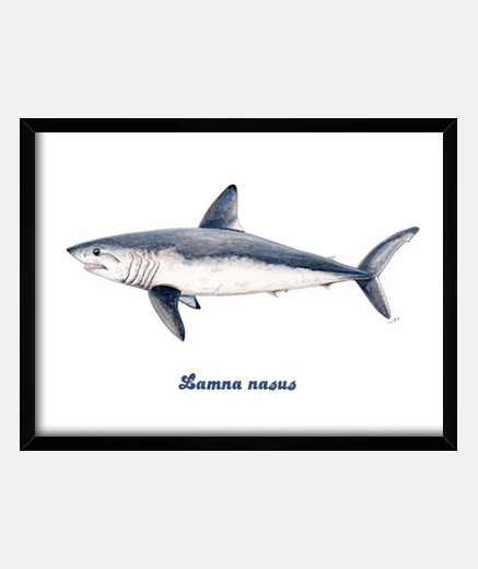 Cadre boîte de cailón de requin (requin taupe)