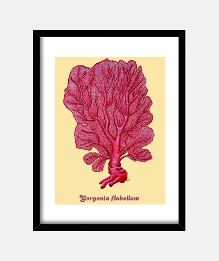 Cadre boîte rouge corail venus (gorgone flabellum)