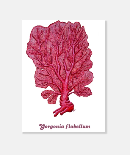 Tableau boîte rouge corail venus (gorgone flabellum)