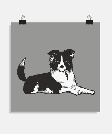 Poster border collie, cane da pastore, decorazione,