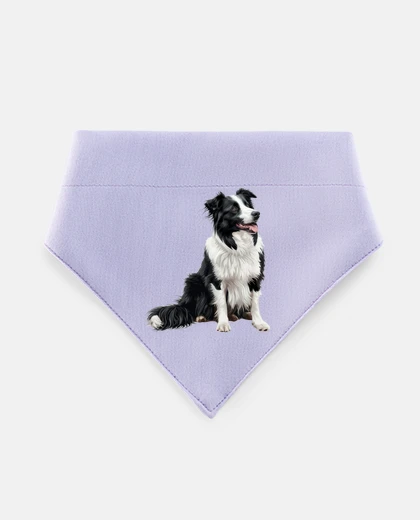 Mascotas border collie chien gardien troupeaux