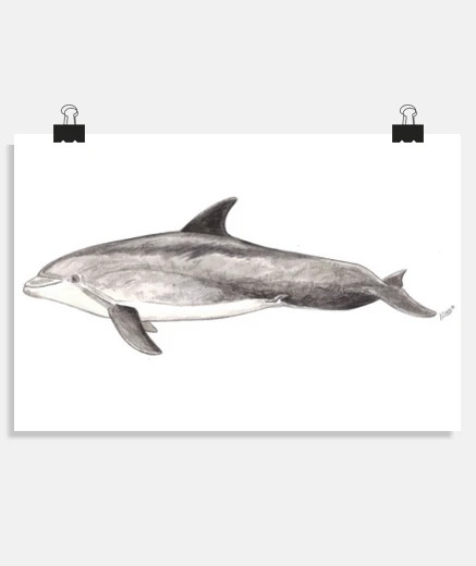 Poster bottlenose dolphin tursiops truncatus poster
