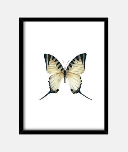 Framed butterfly framed art print graphium antiphates