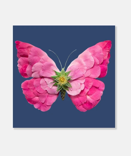 Wall butterfly rose petals