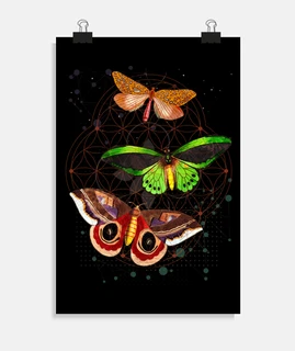 butterfly flight meditation
