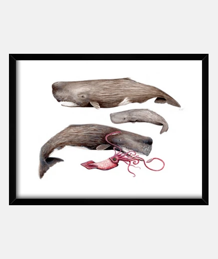 Cadre cachalotes boîte avec cadre horizontal 4: 3 (40 x 30 cm)