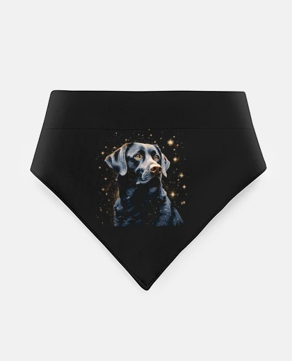 Mascotas cane labrador con spazio stellazioni