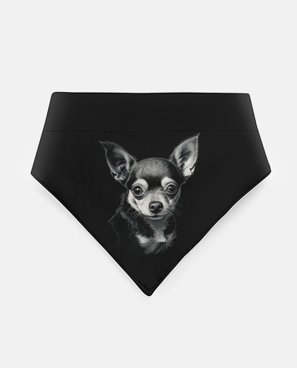 Mascotas chihuahua cane di razza messicana troppo carino