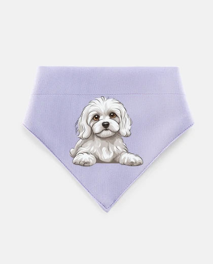 Mascotas chiot cavachon trop mignon