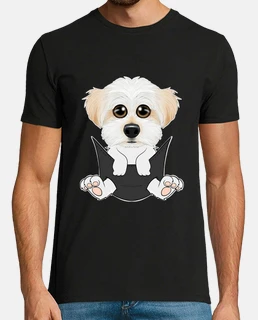 Chiot maltais dans la poche je mignon m
