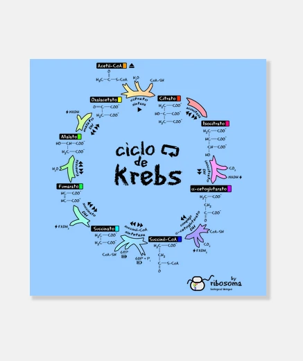 Lienzo Ciclo de Krebs (fondos claros)