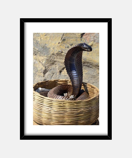 Quadro Cobra