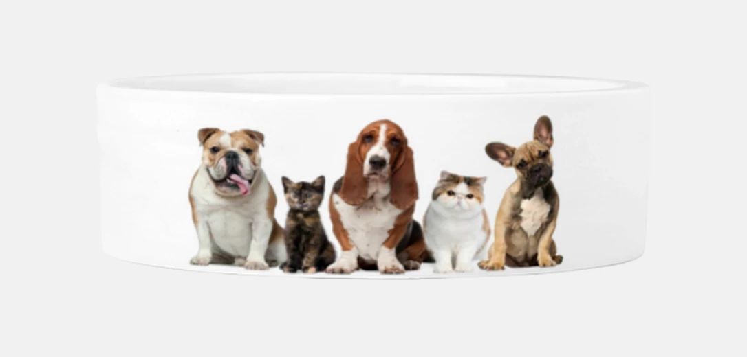 Mascotas Comedero con doble diseño