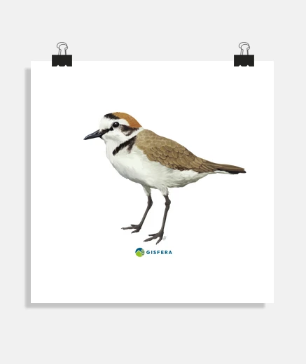 Poster corriol
