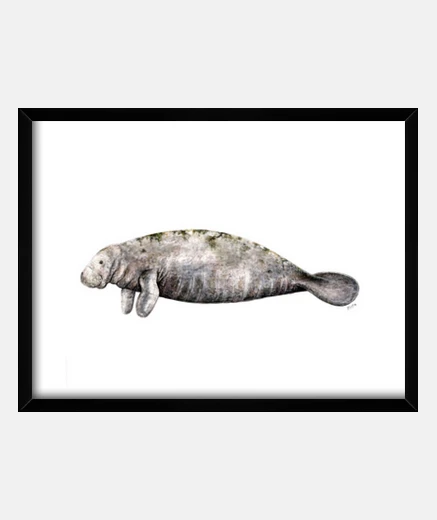 Cuadro Cuadro Manati (Trichechus manatus)