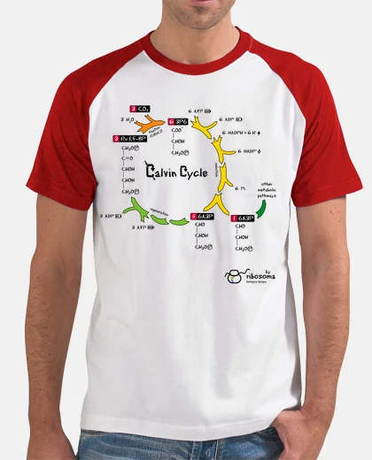 Tee-shirt cycle de calvin (milieux de lumière)