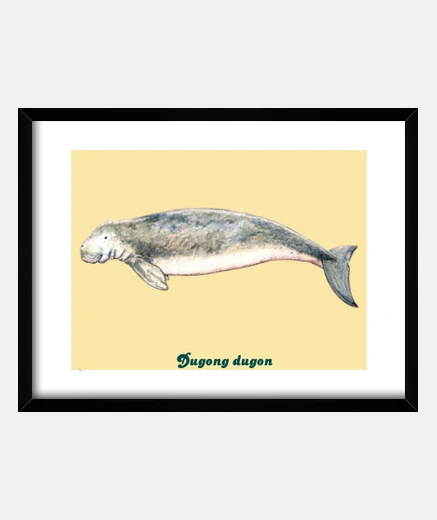 Quadro dugongo tavolo (dugong dugon)