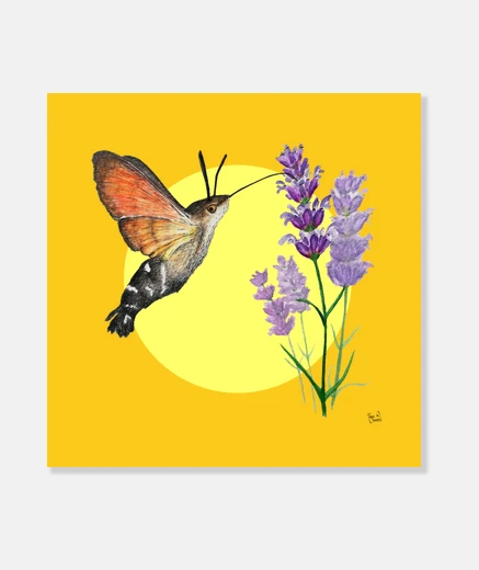 Stampa farfalla sfinge colibrì