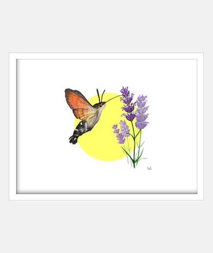 Quadro farfalla sfinge colibrì