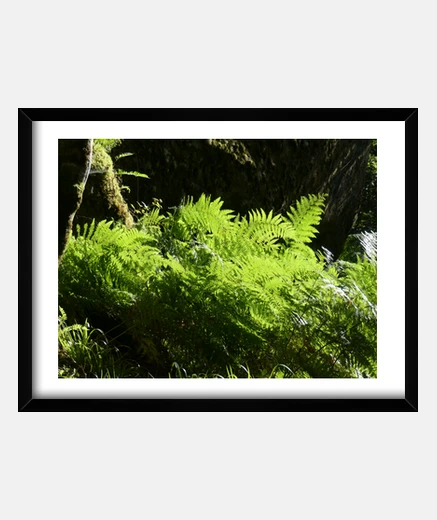 Quadro felce, felci, sottobosco, foto, escursionismo, wall art, decorazione,