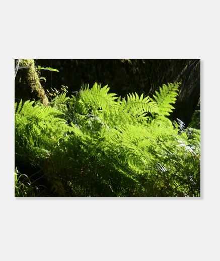 Stampa felce, felci, sottobosco, foto, escursionismo, wall art, decorazione,