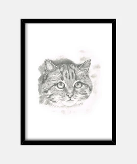 Felis silvestris