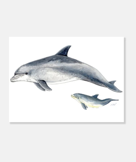 Wall fin dolphin canvas