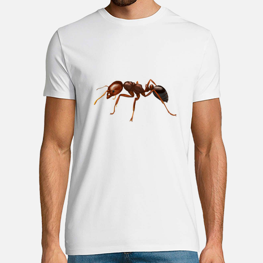 fire ant (solenopsis invicta)