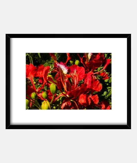 Framed flamboyán