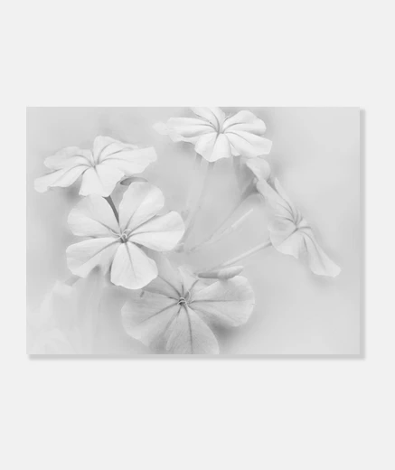 Tableau fleurs blanches
