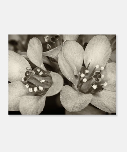 Tableau fleurs dans le 2 dark