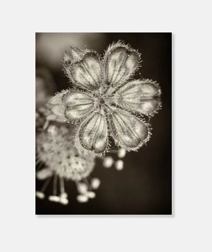 Tableau fleurs dans le 4 foncé
