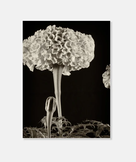 Tableau fleurs dans le noir 1