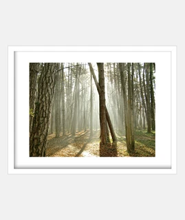 Forest light