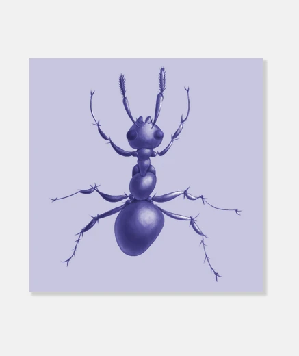 Stampa formica viola disegnato