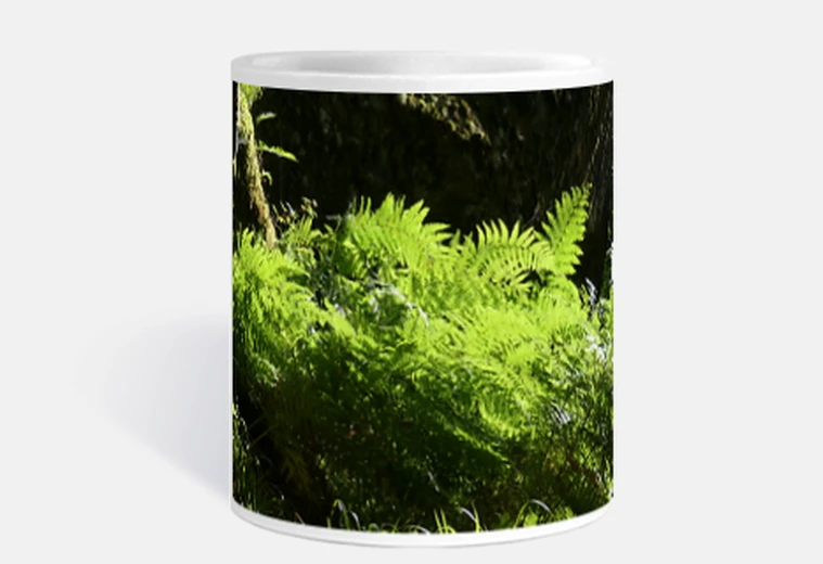 Mug fougère ,fougères,sous bois , photo