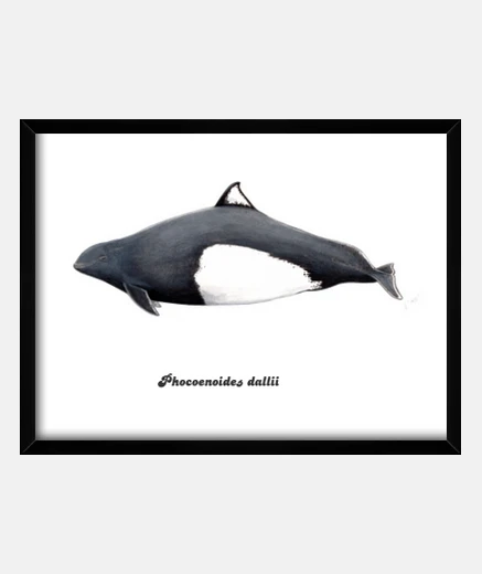 Framed frame dall porpoise (phocoenoides dallii)