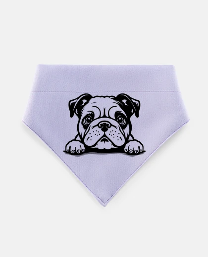 Mascotas French bulldog hype trendy stylish