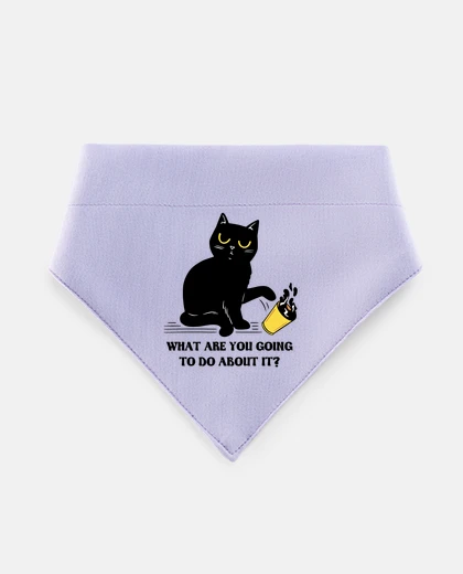 Mascotas gatto nero che fa male gatti neri gattino gattino cagnolino tomcat