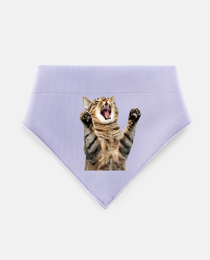 Mascotas gatto soriano a bocca aperta fun fun ny