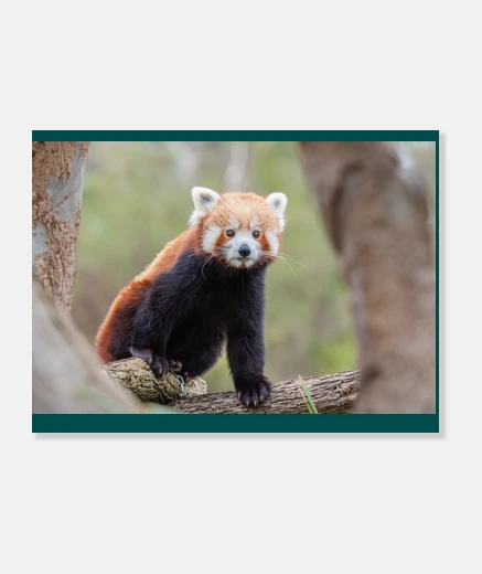 Stampa giovane panda cina  bebè cinese zoo