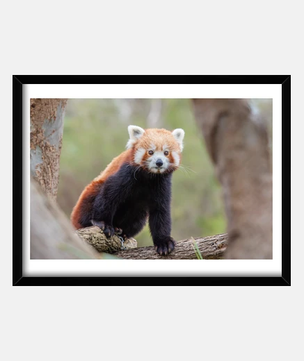 Quadro giovane panda cina  bebè cinese zoo