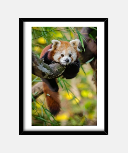 Quadro giovane panda rosso cina , sul suo albero, cornice per foto,