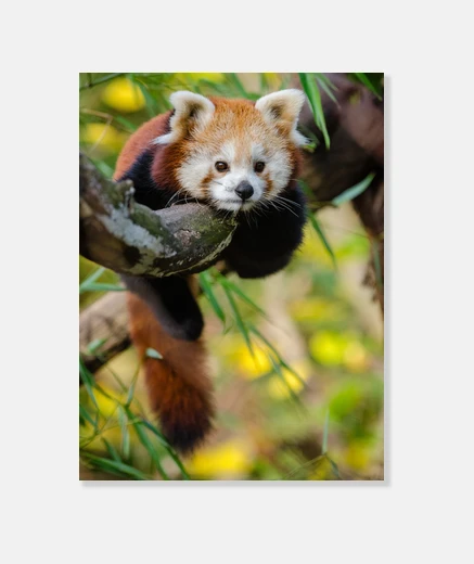 Stampa giovane panda rosso cina , sul suo albero, foto su tela per la decorazione domestica, camera da lett