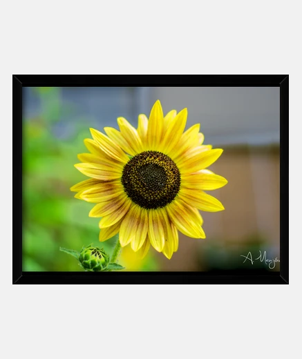 Quadro girasole