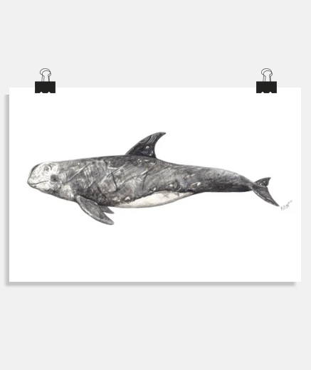 Poster grampus gray pilot whale risso&#39;s dolphin poster