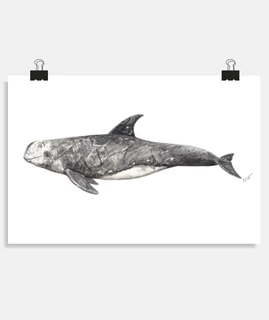 grampus globicéphale gris affiche du dauphin de risso