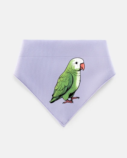Mascotas green widow conure parakeet