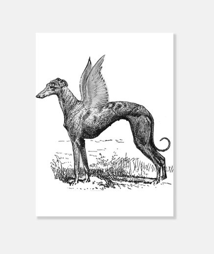 Wall greyhound divine